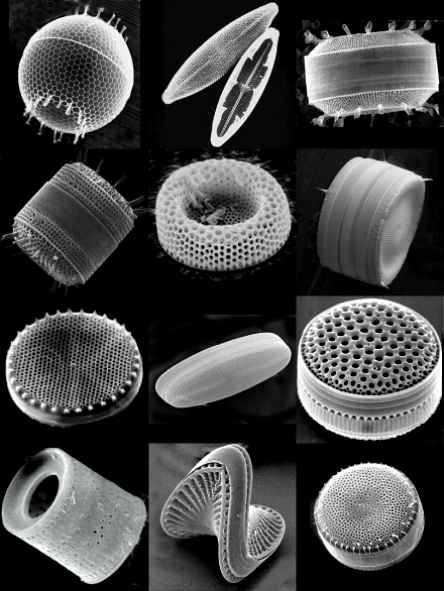 diatoms.JPG