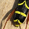 wasp beetle.jpg